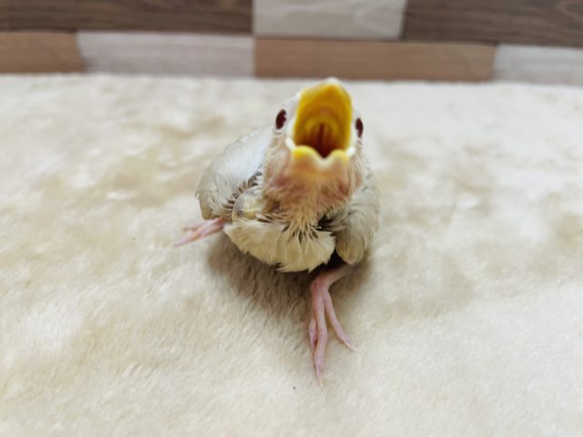 シナモン文鳥