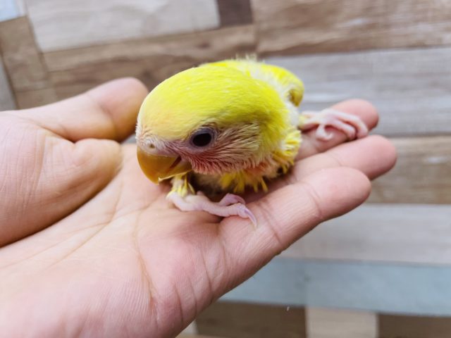 コザクラインコ（小桜インコ）