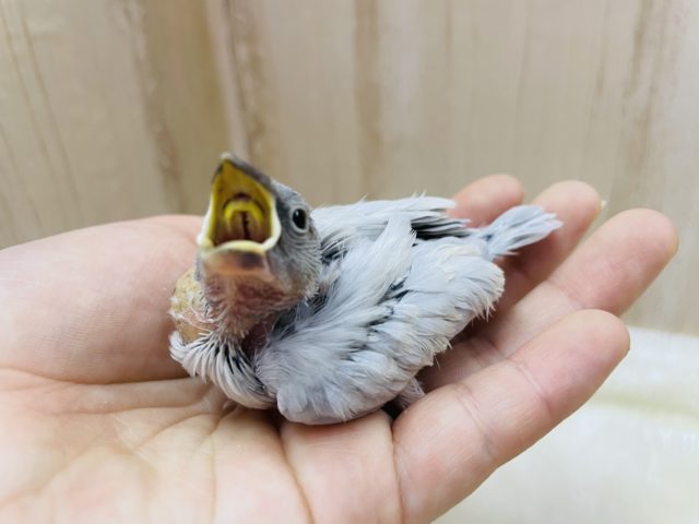シルバー文鳥