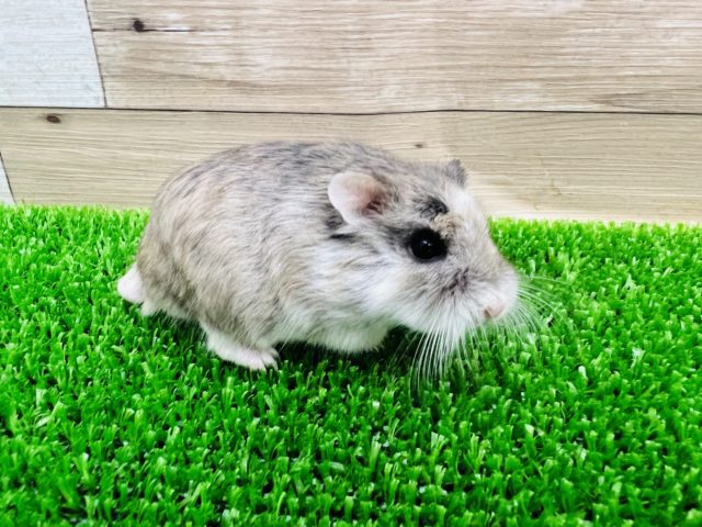 ロボロフスキーハムスター