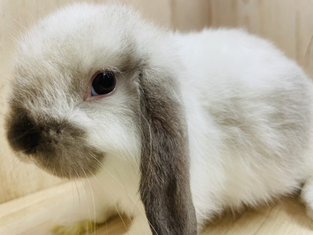 ホーランドロップ