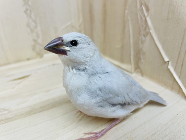 シルバー文鳥