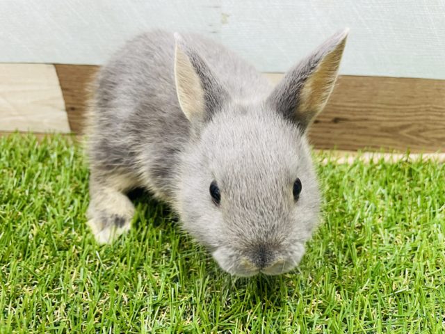 ネザーランドドワーフ