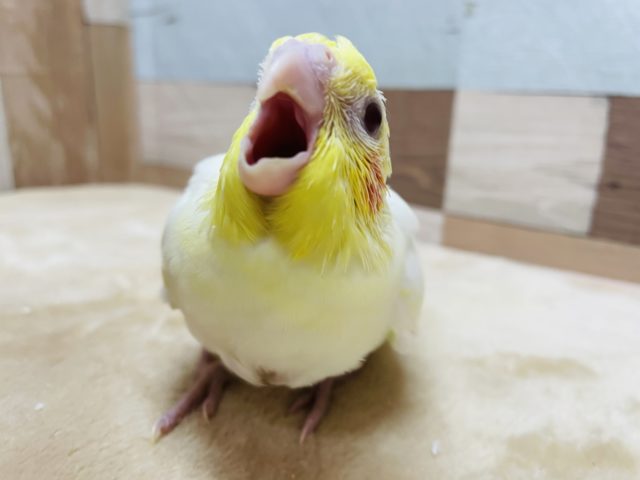 オカメインコ