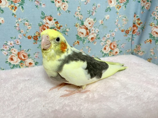 オカメインコ