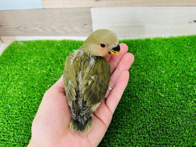 コザクラインコ（小桜インコ）
