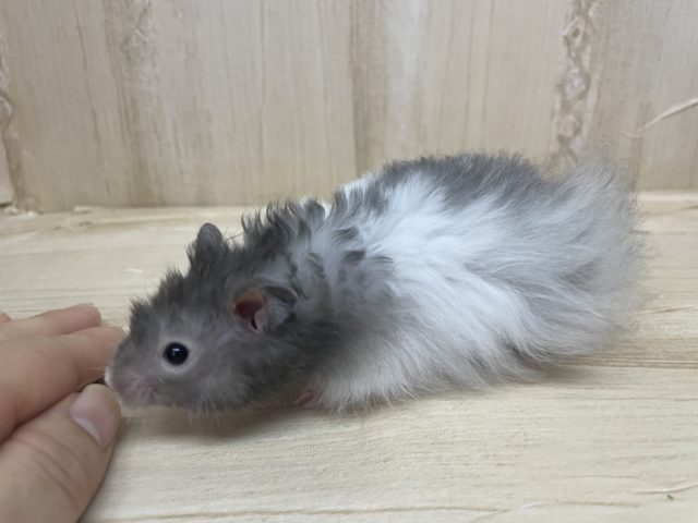 ゴールデンハムスター