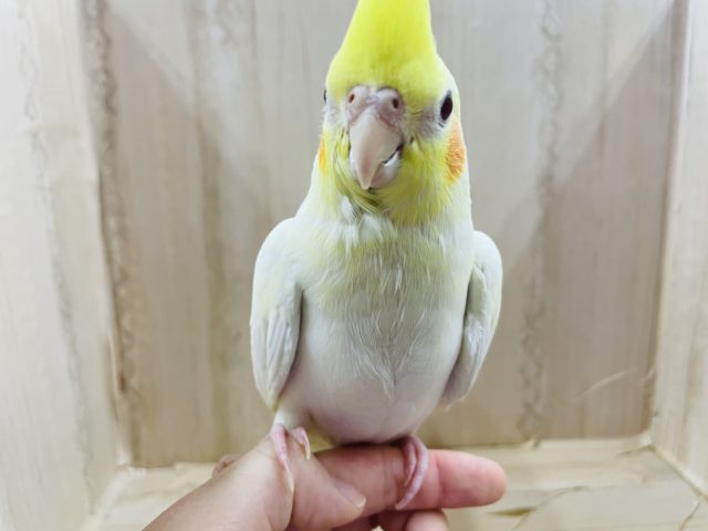オカメインコ