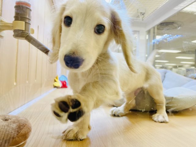 ミニチュアダックス