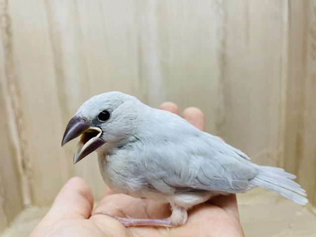 シルバー文鳥
