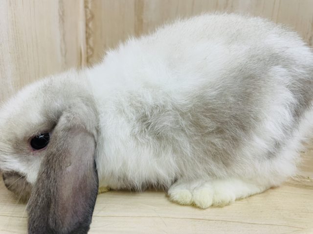 ホーランドロップ