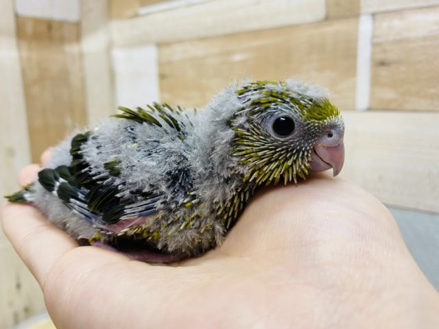 サザナミインコ