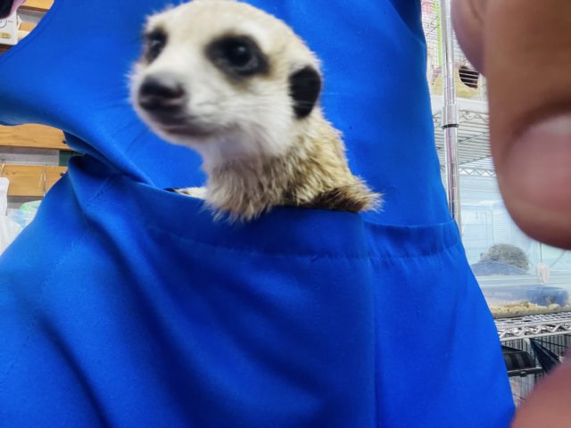 ミーアキャット