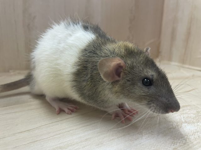 ファンシーラット