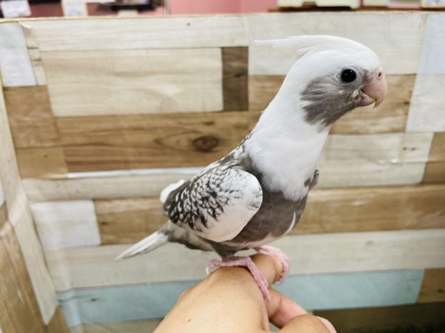 オカメインコ