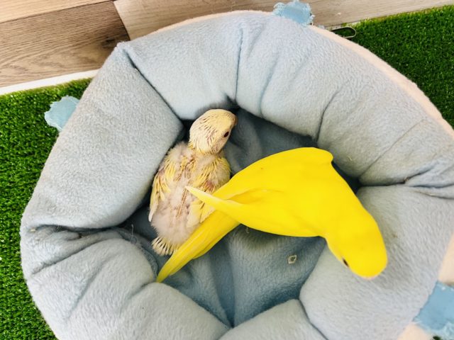 ぽけぽけ♪クリームルチノー小桜インコ コザクラインコ(小桜インコ)