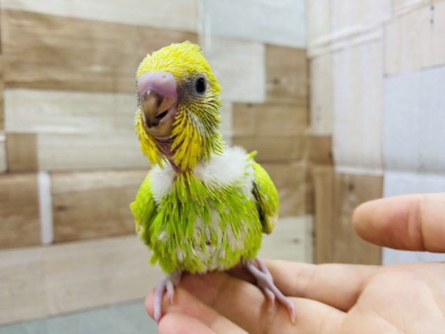 セキセイインコ