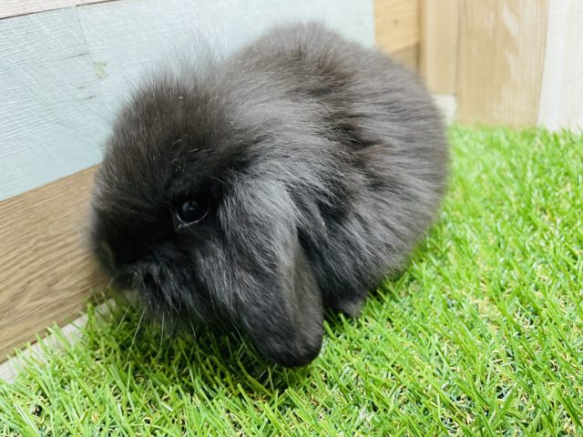 ロップイヤーラビット