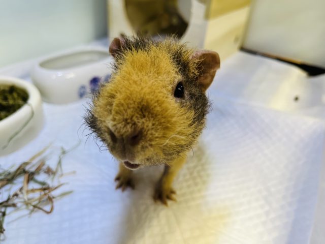 ウェアウルフ（スキニーギニアピッグ）