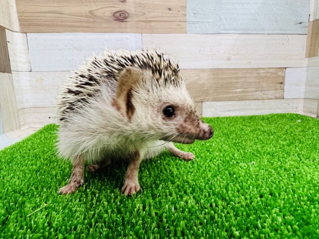 ハリネズミ（ヨツユビハリネズミ）