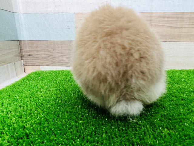 ロップイヤーラビット