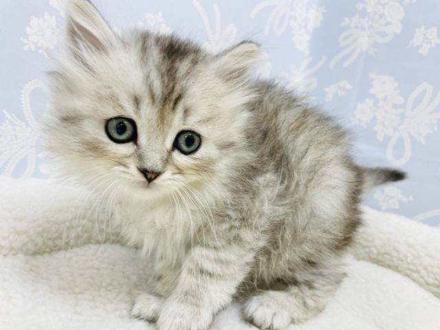 スコティッシュフォールド