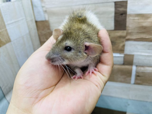 ファンシーラット