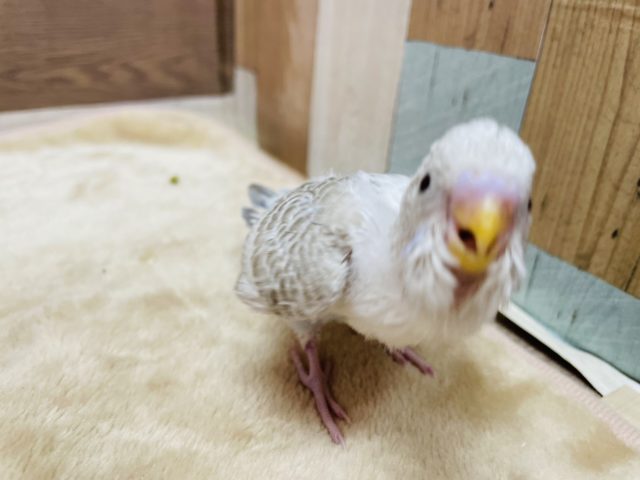 セキセイインコ