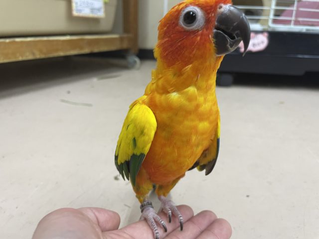 コガネメキシコインコ