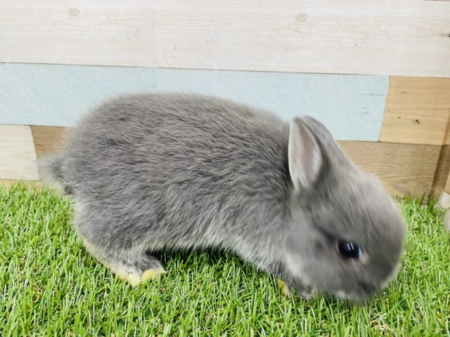 ネザーランドドワーフ