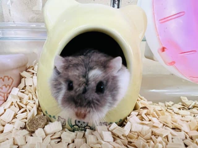 ロボロフスキーハムスター