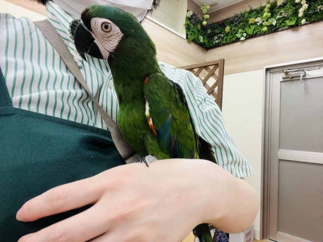 ヒメコンゴウインコ