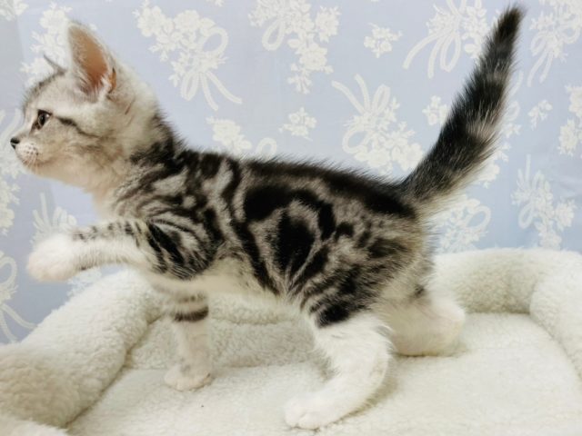 スコティッシュフォールド