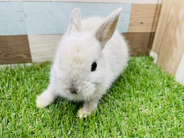 ネザーランドドワーフ