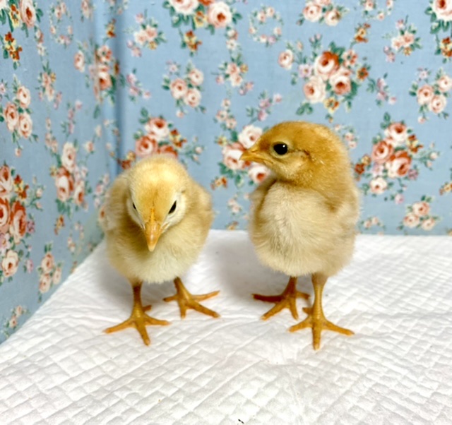 ボリスブラウン