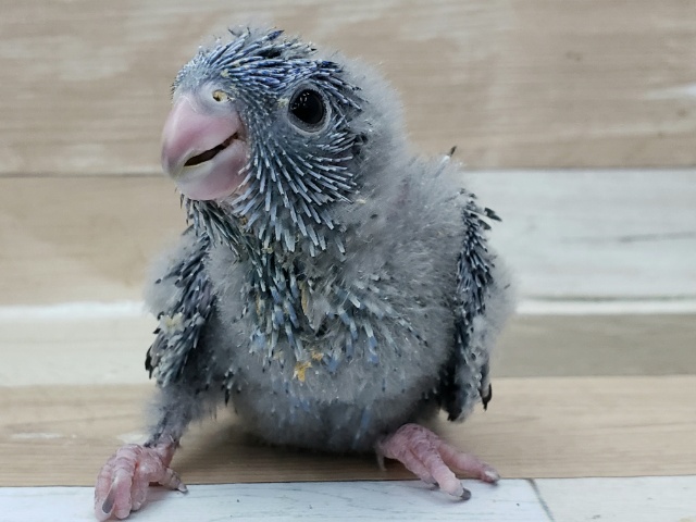 サザナミインコ