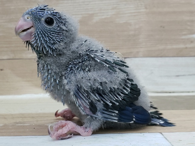 サザナミインコ
