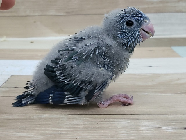 サザナミインコ