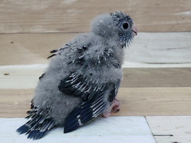サザナミインコ