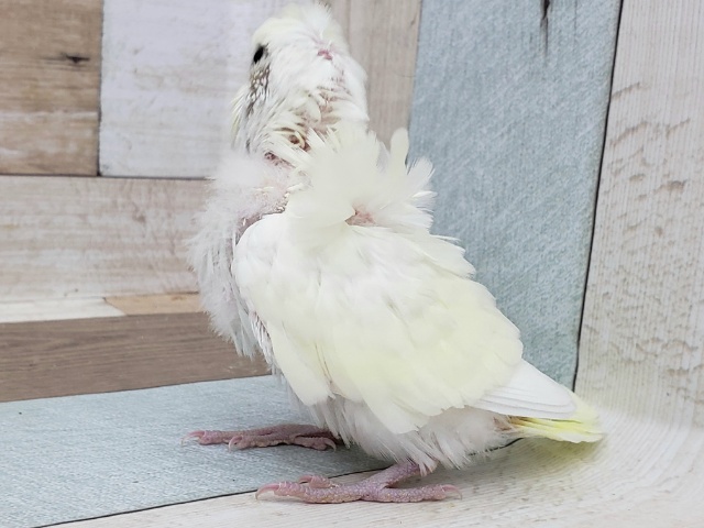 羽衣セキセイインコ