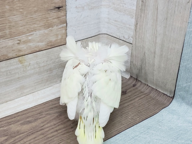 羽衣セキセイインコ