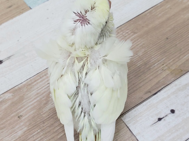 羽衣セキセイインコ