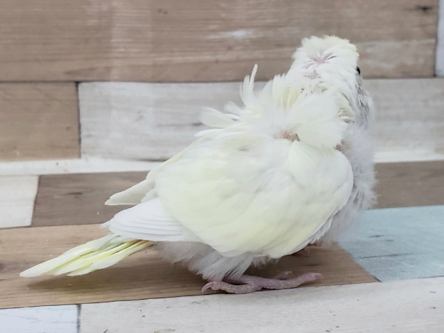 羽衣セキセイインコ