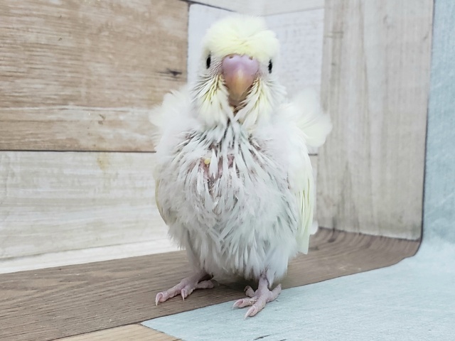 羽衣セキセイインコ