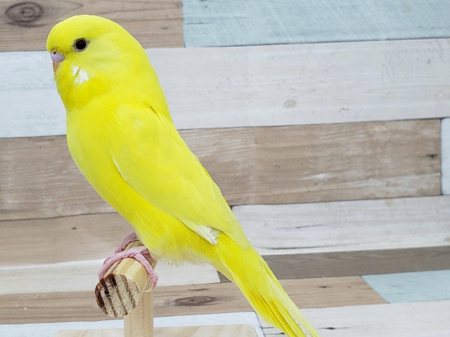 ジャンボセキセイインコ
