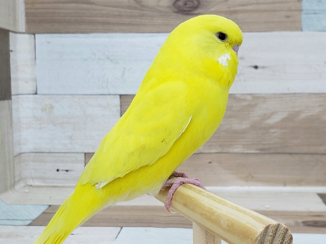 ジャンボセキセイインコ