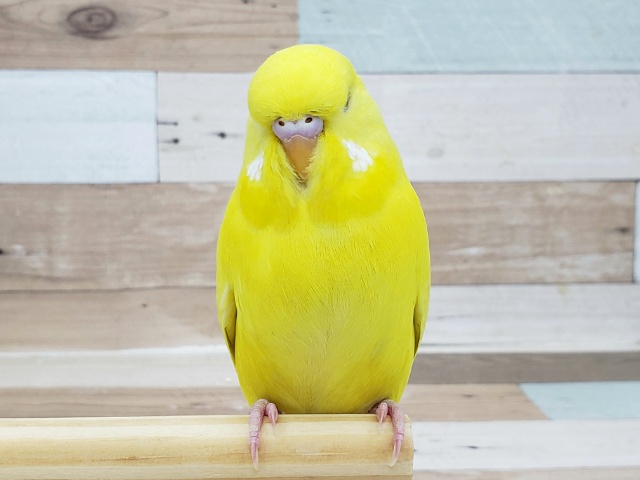 ジャンボセキセイインコ