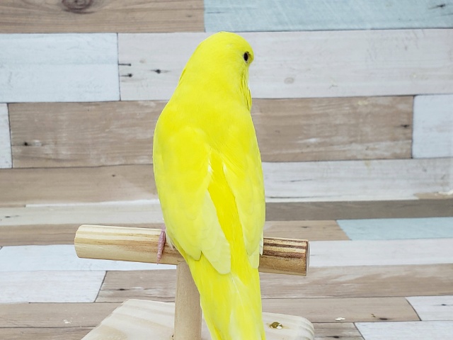 ジャンボセキセイインコ