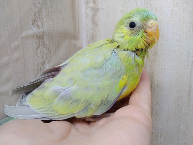 声がとってもキレイです!美声インコさんいますよ〜 ビセイインコ(美声インコ)