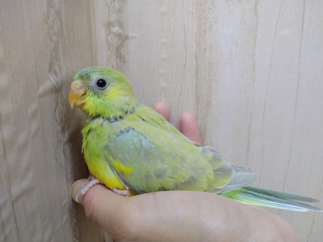 声がとってもキレイです!美声インコさんいますよ〜 ビセイインコ(美声インコ)